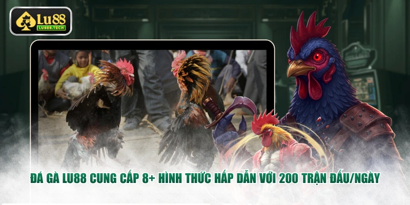 Đá gà LU88 cung cấp 8+ hình thức hấp dẫn với 200 trận đấu/ngày